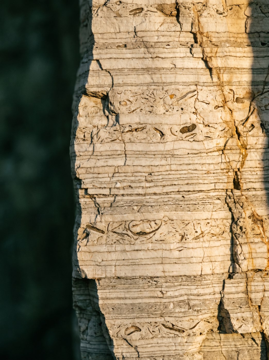 A cross-section of limestone strata, layer upon layer in ivory and grey